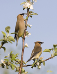 Cedar Waxwings